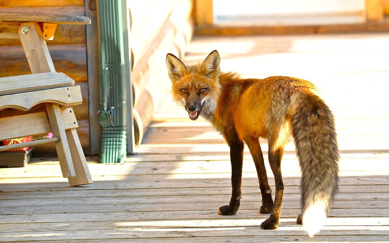 Villa Le Ti Moose La Malbaie Exterior foto